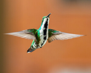 hummingbird in flight