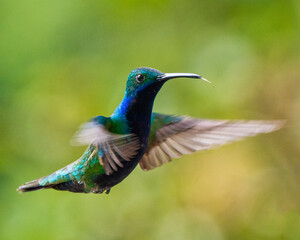 hummingbird in flight