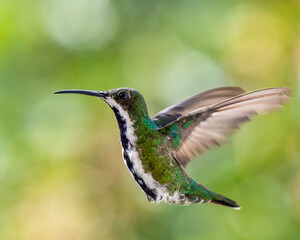 hummingbird in flight