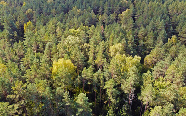 Top view of beautiful green coniferous forest with fir trees and pines