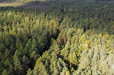 Top view of beautiful green coniferous forest with fir trees and pines