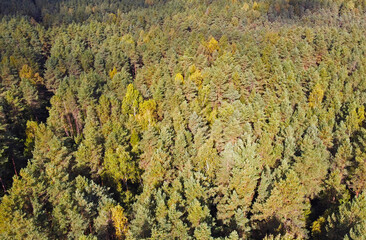 Top view of beautiful green coniferous forest with fir trees and pines