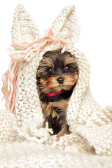 Yorkshire terrier puppy in a scarf