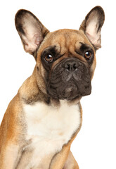 Close-up of a French bulldog