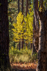 Aspen trees in Oregon forest
