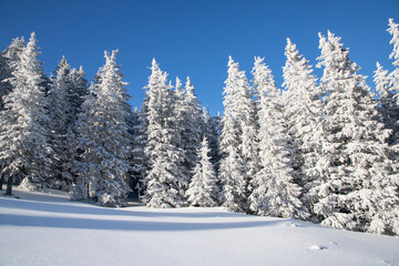 amazing winter landscape with snowy fir trees