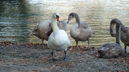 Höckerschwäne am Wasser