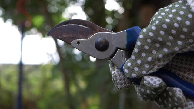 Hands using pruning shears gardening tools
