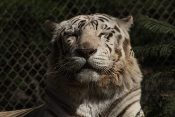 white bengal tiger