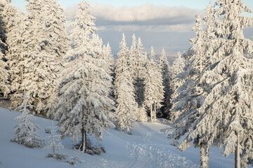 amazing winter landscape with snowy fir trees
