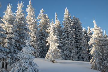 amazing winter landscape with snowy fir trees