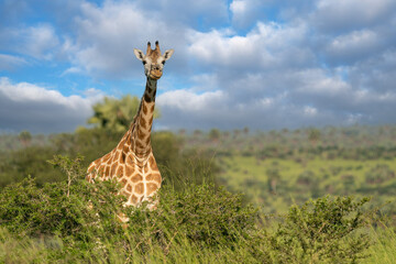 Baringo Giraffe, Giraffa camelopardalis