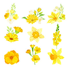 Bright Yellow Flower or Blossom with Petals and Green Leaf Vector Set