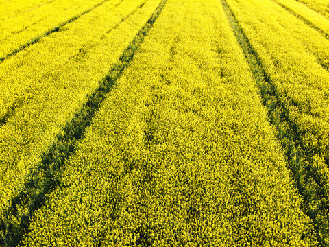 Aerial view of rapeseed field with yellow flowers