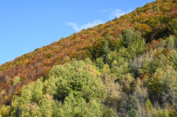 Aerial drone view of colorful forest on mountains in autumn. Trees growing in nature. Beautiful Deciduous forest, view from above. Woodland. Colors of fall.	