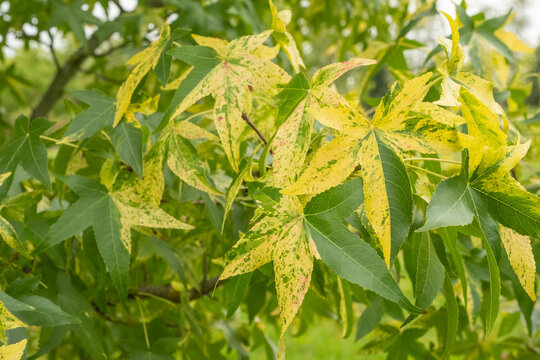 Amberbaum Images  Browse 428 Stock Photos, Vectors, and Video | Adobe Stock