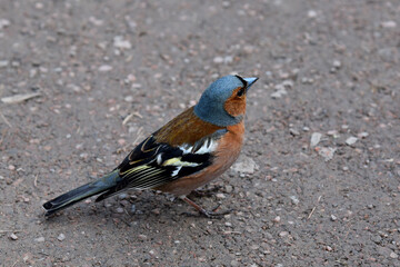 Bird finches sitting on the asphalt