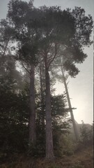 fog in the forest © Krystyna