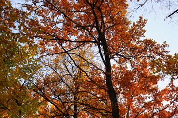 Fototapeta premium autumn leaves against sky