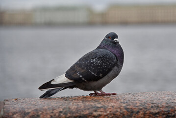 A pigeon bird sits on the fence of a bridge in the city.