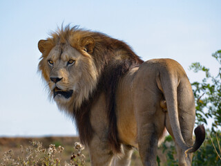 Lion (Panthera leo) standing among vegetation and seen from back