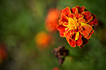 Studentenblume Tagetes ttusgraphy Samtblume Totenblume