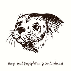 Harp seal (Pagophilus groenlandicus) head. Ink doodle drawing 