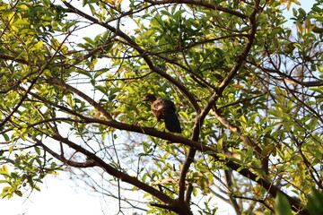 bird on tree
