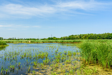 Fototapeta na wymiar View on small lake at summer