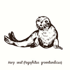 Harp seal (Pagophilus groenlandicus). Ink doodle drawing  © Artinblackink