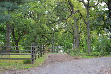 Fototapeta premium trees in the park