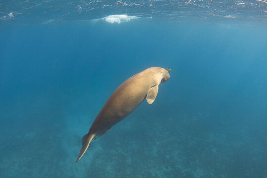 Dugong Floats To The Surface Of The Sea