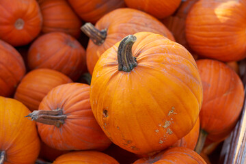 Pumpkins close up on a market for halloween.