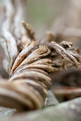 a twisted piece of tree trunk laying on the forest floor bokeh image 