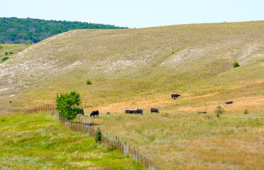 Fototapeta na wymiar A small herd of black cows graze on a hillside on a summer day. Outdoor feeding of cattle.