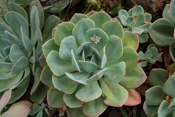 close up of a succulent