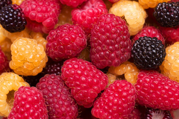 Red, yellow and black raspberries, berries background. Summer texture