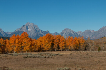 Scenic Autumn Landscape in the Tetons