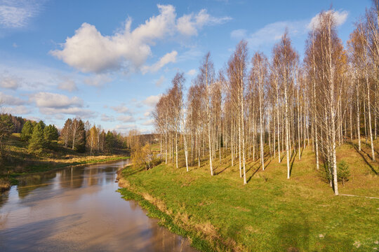 Halikko river with birch trees on the side and blue sky on the background.