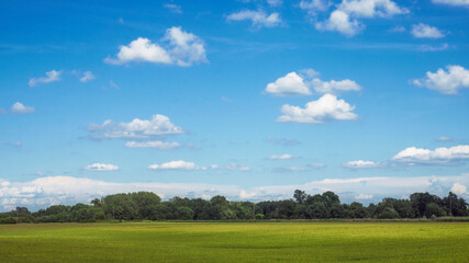 Green wheat field under a blue sky
