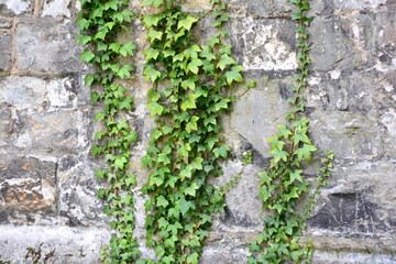 Ivy grows up an old stone wall in England with good textures