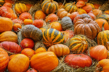 Organic natural ripe pumpkins. Symbol of harvest, Thanksgiving, Halloween. Rustic background