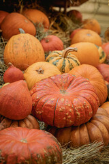 Autumn Fall background with ripe different organic pumpkins on dry straw. Harvest concept. Thanksgiving Day