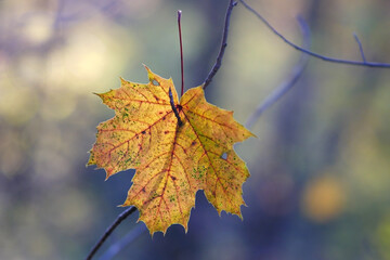 Maple leaf yellow on tree branches in forest close up in  sunset rays on  blur  background from the side. Copy space
