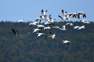 Flock of Snow Geese taking off, with forest in the background, under a blue sky
