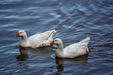 white geese swim against the river flowing out to sea 