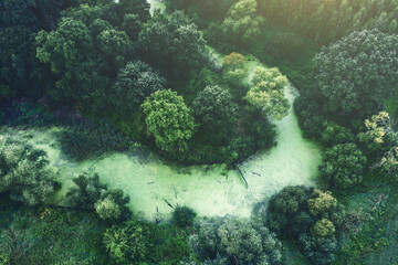 Green river in the forest. Aerial photography
