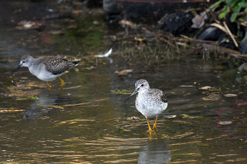 Greater Yellowlegs walking in a marsh, with water reflection