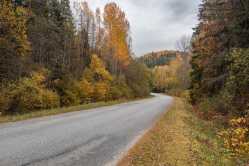 Obraz premium Countryside road at Ligatne, Latvia on beatiful autumn day