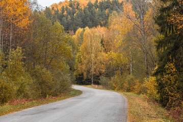 Fototapeta premium Countryside road at Ligatne, Latvia on beatiful autumn day